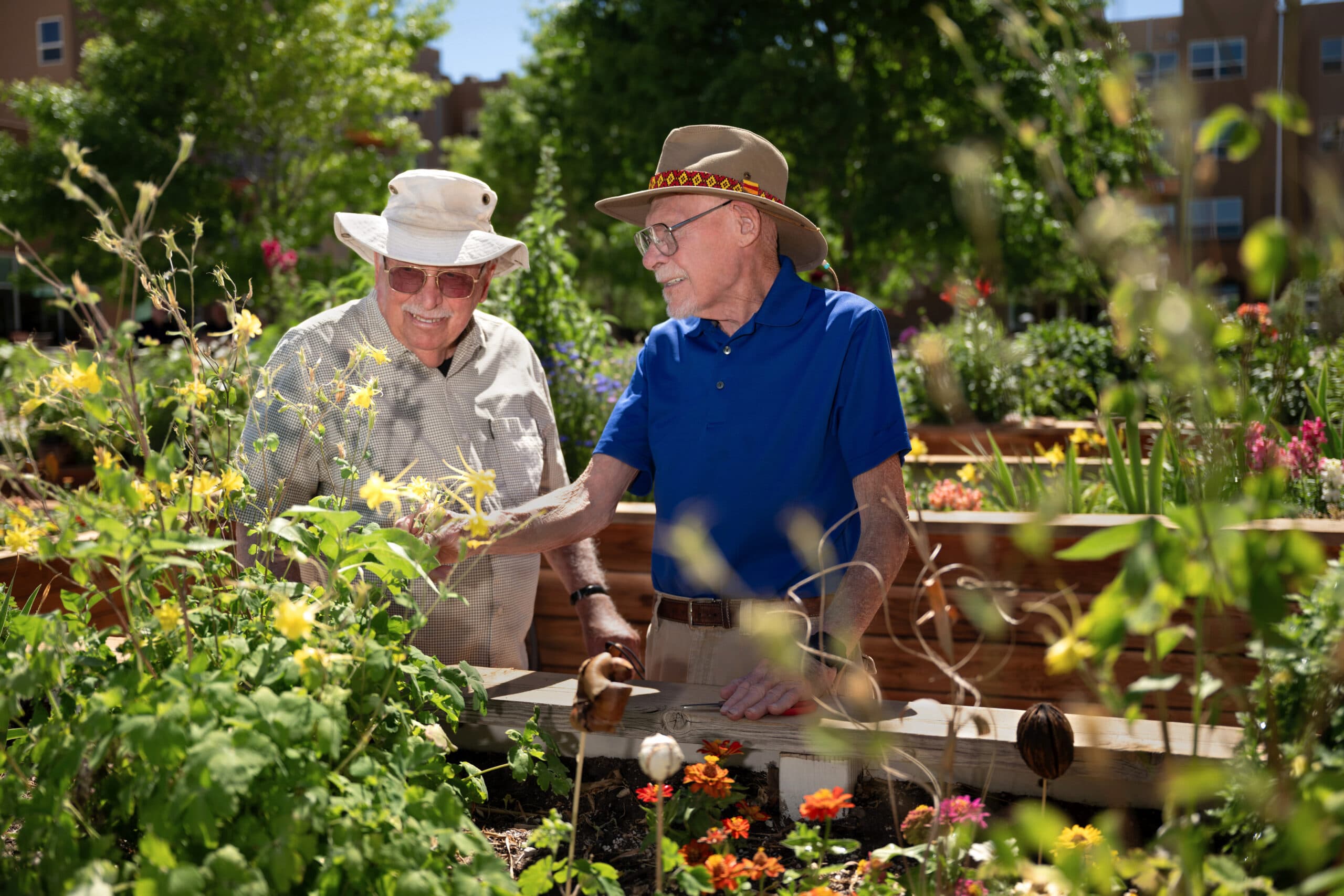 Two senior men wearing sun hats tending plants in raised garden beds in a sunny outdoor courtyard.