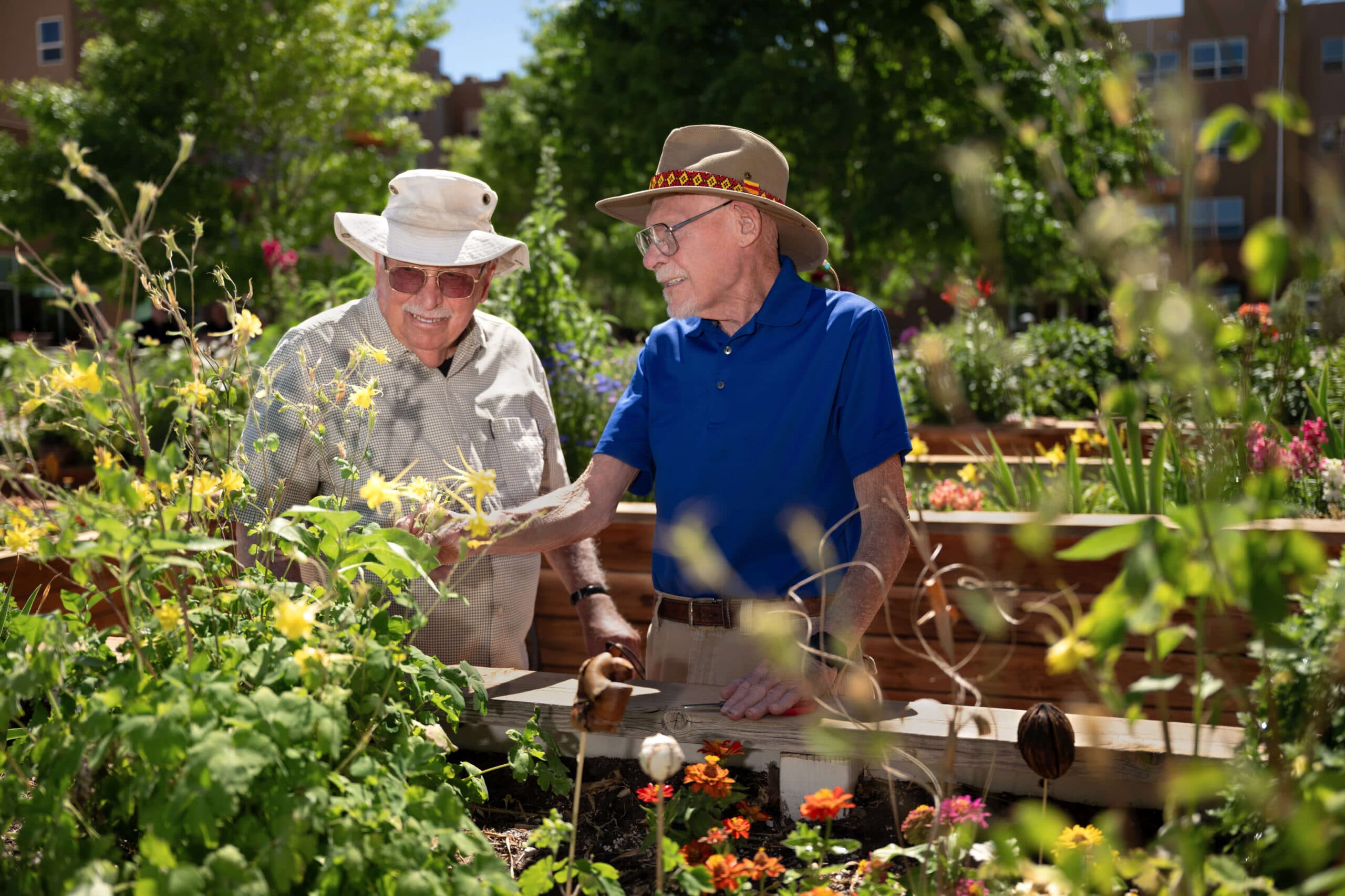 Two senior men wearing sun hats tending plants in raised garden beds in a sunny outdoor courtyard.